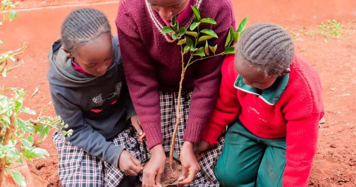 Orchard initiative in Kangema to enhance learners’ nutrition